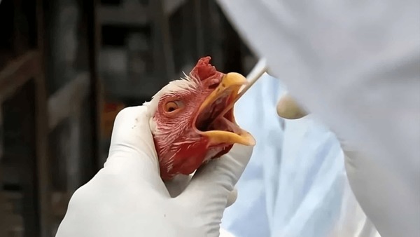 Goiás decreta situação de emergência zoosanitária devido à gripe aviária após 3 focos no RS