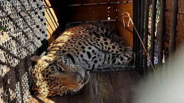 Onça que atacou e matou caseiro no Pantanal do MS vai viver em cativeiro em instituto no interior de SP