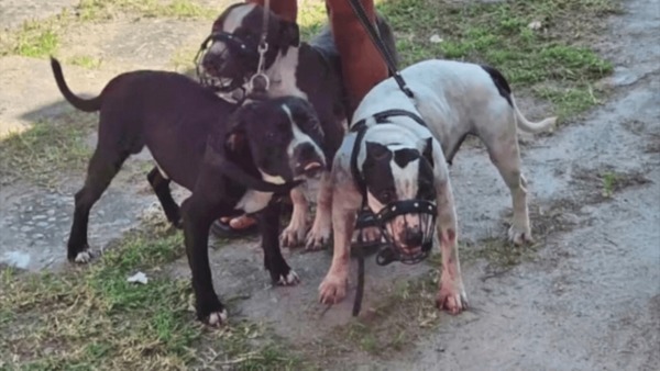 Veja o que muda com lei que multa quem acorrentar cães e gatos em SP