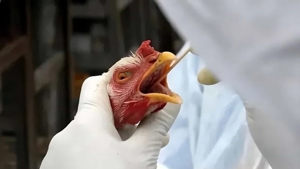 Rio Grande do Sul investiga mais um caso suspeito de gripe aviária em granja comercial