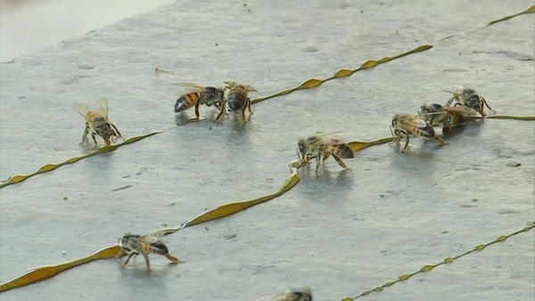 Conheça as “abelhas solitárias”, que não produzem mel, mas são importantes para o meio ambiente