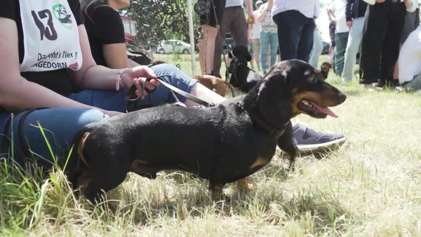 Vídeo: corrida de cachorros ‘salsicha' é tradição em cidade da Alemanha