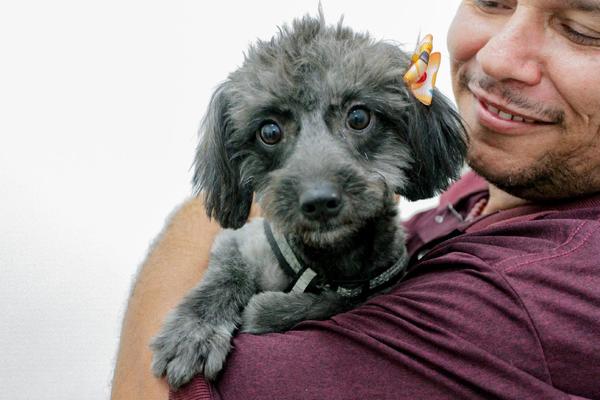 Prefeitura de Ribeirão Preto realiza novo mutirão de inscrição para castração de cães e gatos neste domingo (08)