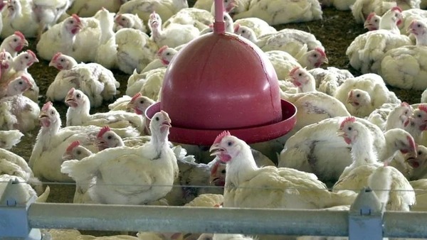 Ministério da Agricultura declara Brasil livre da gripe aviária