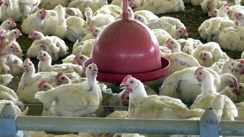 Ministério da Agricultura declara Brasil livre da gripe aviária