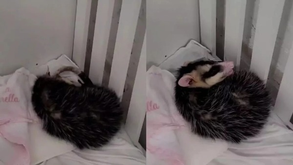 Gambá é encontrado tirando cochilo em berço de creche