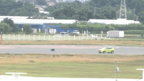 Voos são cancelados após urso invadir pista em aeroporto no Japão