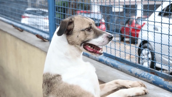 Câmara de Natal aprova folga por luto de pet para servidores