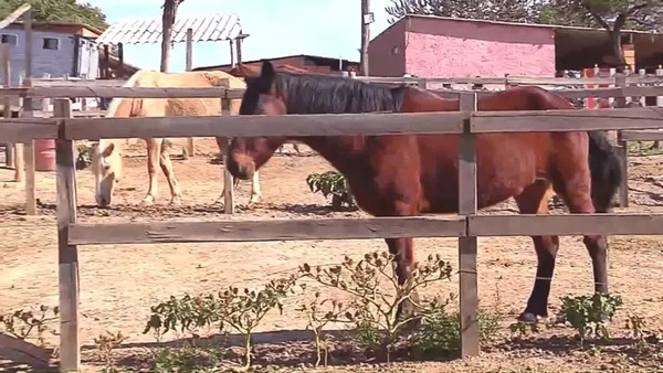 Mais nove cavalos morrem após consumirem ração contaminada em São Paulo