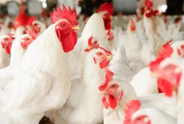 Gripe aviária: mais sete países retiram restrições de exportação à carne de aves brasileira