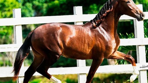 Cavalo de R$ 12 milhões morre após comer ração contaminada; 657 equinos foram intoxicados