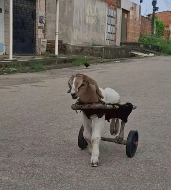 Cabrito Frederico, que ficou paraplégico após ataque de cães, ganha cadeira de rodas no Ceará