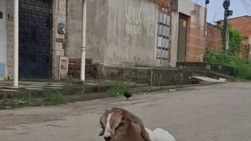 Cabrito Frederico, que ficou paraplégico após ataque de cães, ganha cadeira de rodas no Ceará
