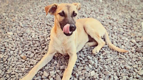 Vira-latas lideram ranking de pets mais populares do Brasil; veja top 10