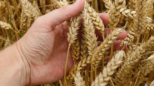 Brasil deve produzir apenas metade do trigo que consome e aumentará importações