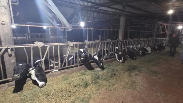 Vaca morde tomada, provoca curto-circuito e mata rebanho no Paraná