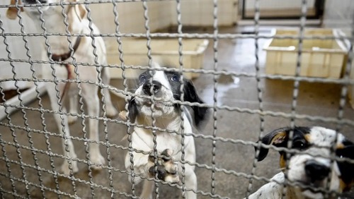 Projeto aprovado na Câmara proíbe uso de animais em testes cosméticos