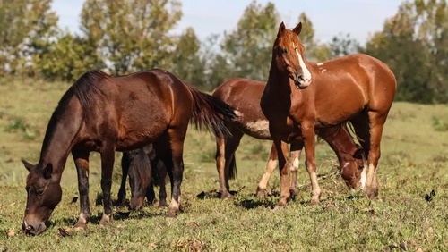 Ração contaminada mata 245 equinos em quatro estados