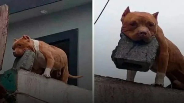 Homem é preso por ensinar cachorro a arremessar tijolos contra pessoas em São Paulo