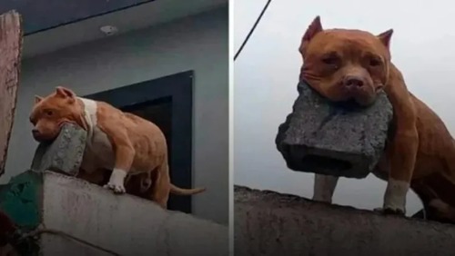 Homem é preso por ensinar cachorro a arremessar tijolos contra pessoas em São Paulo