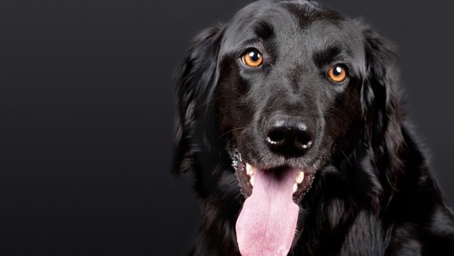 Estudo afirma que cães podem ajudar na preservação das funções cerebrais dos idosos