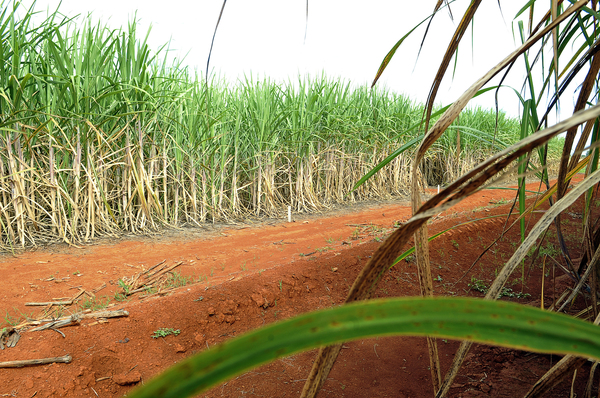 Startup usa tecnologia para produzir mudas de cana em garrafa pet
