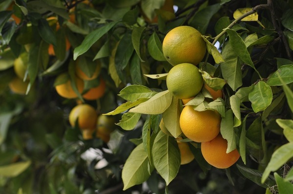 Tarifaço de Trump pode subir em 576% o preço da laranja nos Estados Unidos