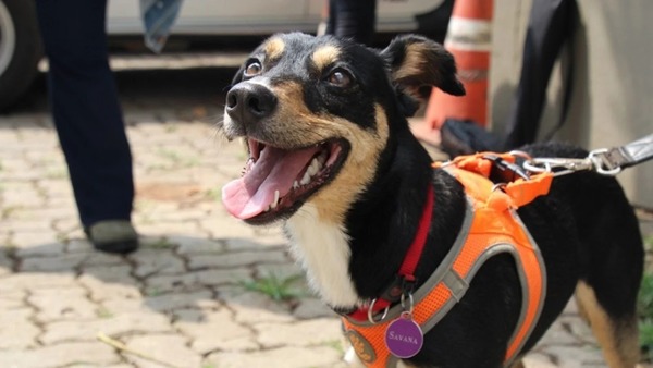 Vira-lata Savana que detecta sangue humano se torna o 2° cão perito da Polícia de SP