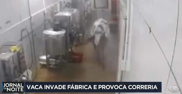 Vaca invade uma fábrica e corre atrás de funcionários no Ceará