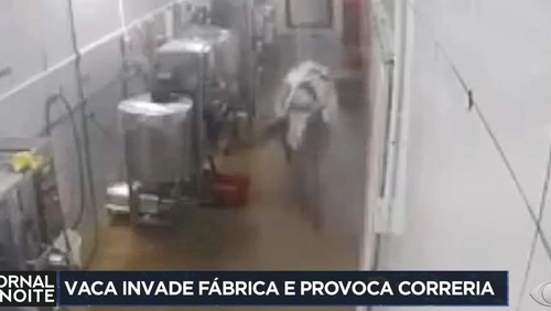Vaca invade uma fábrica e corre atrás de funcionários no Ceará