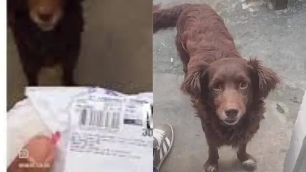Cachorro sai para passeio, e volta pra casa com pacote de queijo