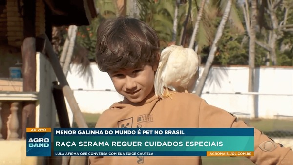 Menor galinha do mundo pode ser criada como pet e seus ovos custam R$ 3 mil