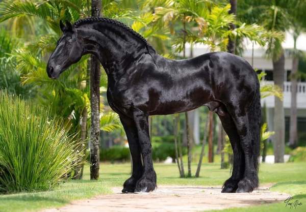 Gusttavo Lima leiloa 50% de cavalo por valor milionário