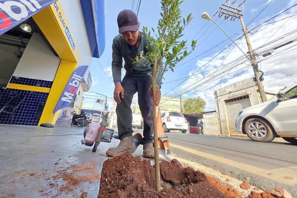 Prefeitura já plantou 16 mil mudas de árvores em Ribeirão Preto