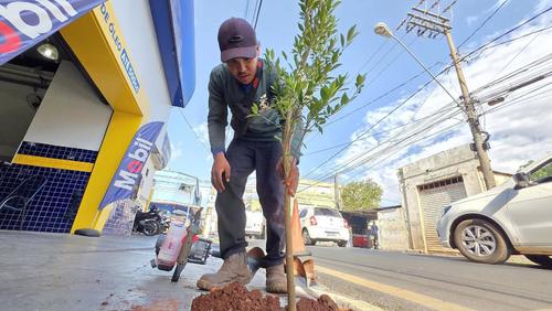 Prefeitura já plantou 16 mil mudas de árvores em Ribeirão Preto