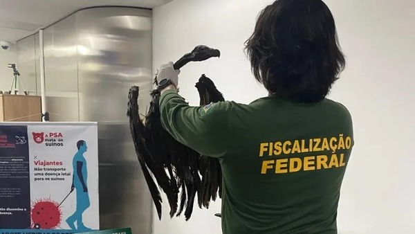 Mala sinistra: 62 quilos de ratos e dois abutres são apreendidos no Aeroporto de Guarulhos
