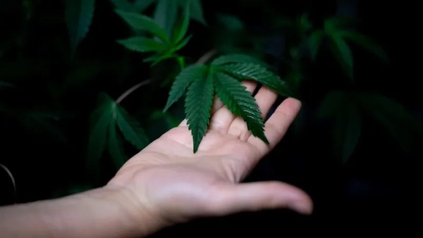 Anvisa discute regras para cultivo de cannabis medicinal por empresas; veja o que deve mudar