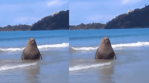 Elefante-marinho é flagrado em praia de Ubatuba no Litoral Norte de SP