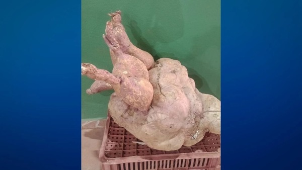 Agricultor de MG colhe batata-doce de 35,4 kg e alimento pode bater recorde no Brasil