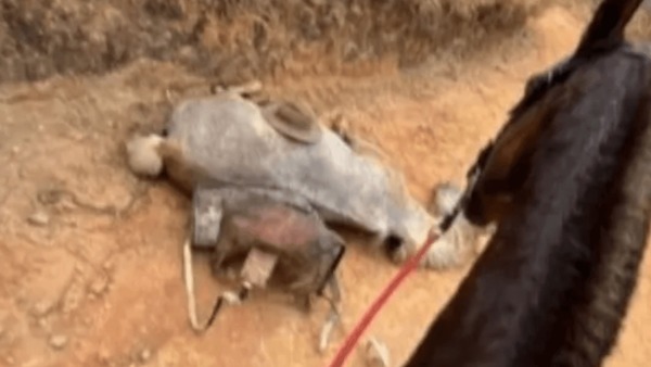 Homem que cortou patas de um cavalo em Bananal (SP) responderá pelo crime em liberdade