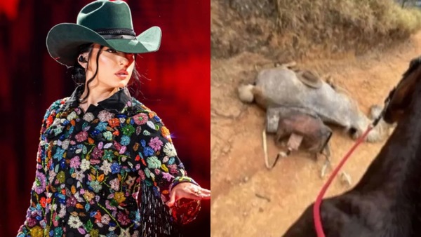Ana Castela, Luísa Mell e outros famosos cobram justiça para cavalo que teve patas mutiladas