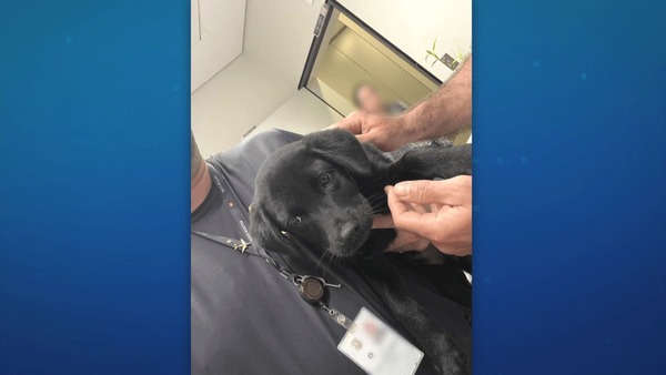 Homem é preso em flagrante dentro de avião após abandonar cachorra para poder viajar