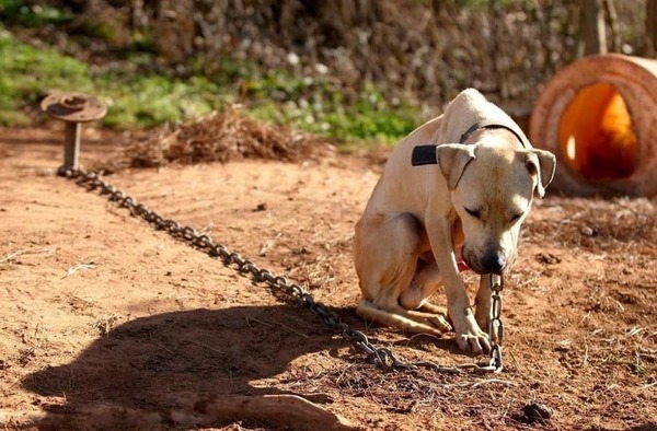 Lei proíbe uso de correntes em cães e gatos no estado de São Paulo
