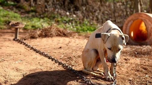 Lei proíbe uso de correntes em cães e gatos no estado de São Paulo