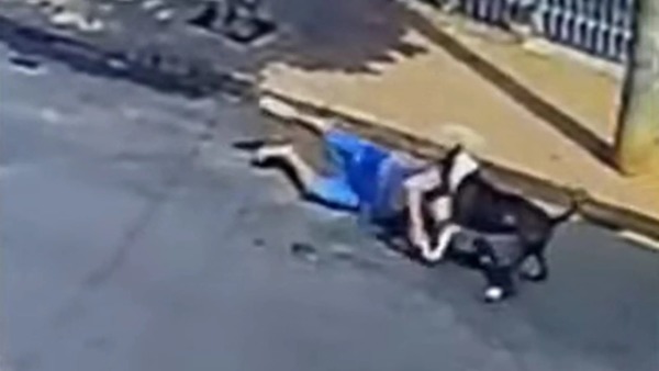 Idoso é atacado por pitbull enquanto levava bisneta para a escola no interior de SP