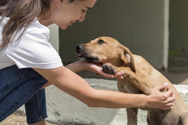 Prefeitura de Ribeirão Preto amplia vacinação antirrábica animal em setembro