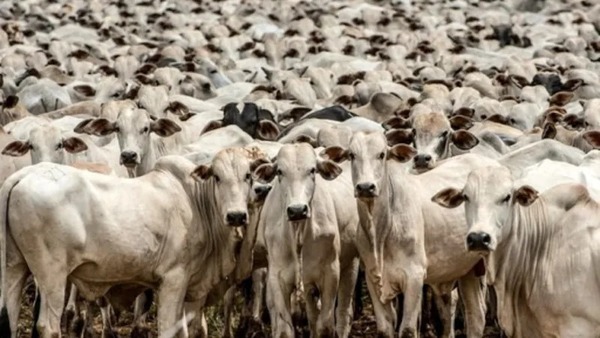 População brasileira cresceu, mas o Brasil ainda tem mais gado do que gente