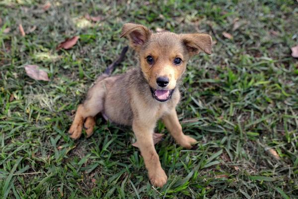 Divisão de Bem-Estar Animal de Ribeirão Preto amplia atendimento com novo canal via WhatsApp