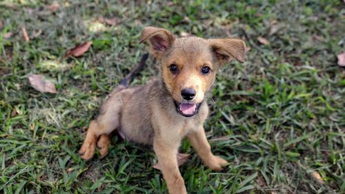 Divisão de Bem-Estar Animal de Ribeirão Preto amplia atendimento com novo canal via WhatsApp