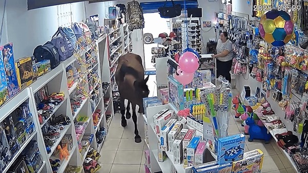 Cavalo perdido invade loja em cidade no interior de SP e passeia calmamente entre as prateleiras